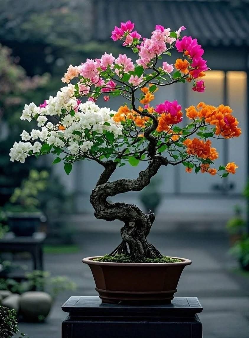 Cây cảnh đặc biệt cây phong thủy tốt trong gia đình càng lâu càng tốt