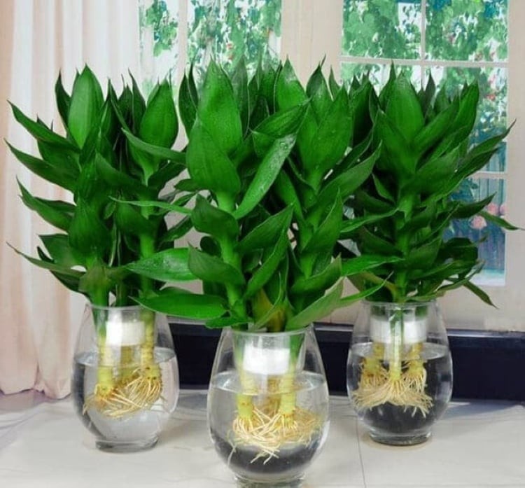 Cây phát lộc trồng thủy canh