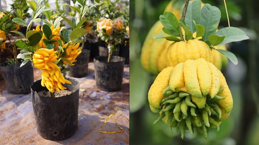 Gia chủ có thể trồng cây phật thủ ở ban công để thu hút may mắn cho gia đình.