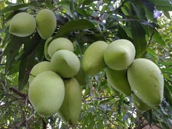 Cây xoài có tán rộng, lá xanh mướt, vừa tạo bóng mát vừa điều hòa năng lượng trong nhà. 