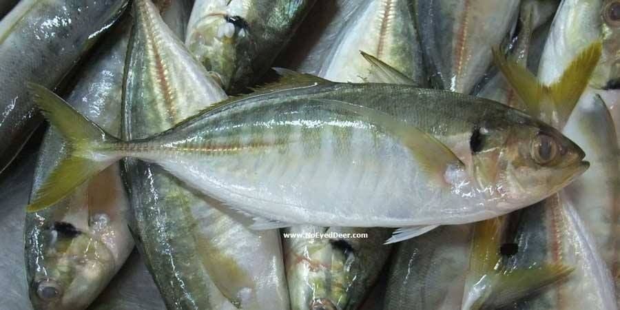 Chọn cá tươi – bước đầu quan trọng nhất