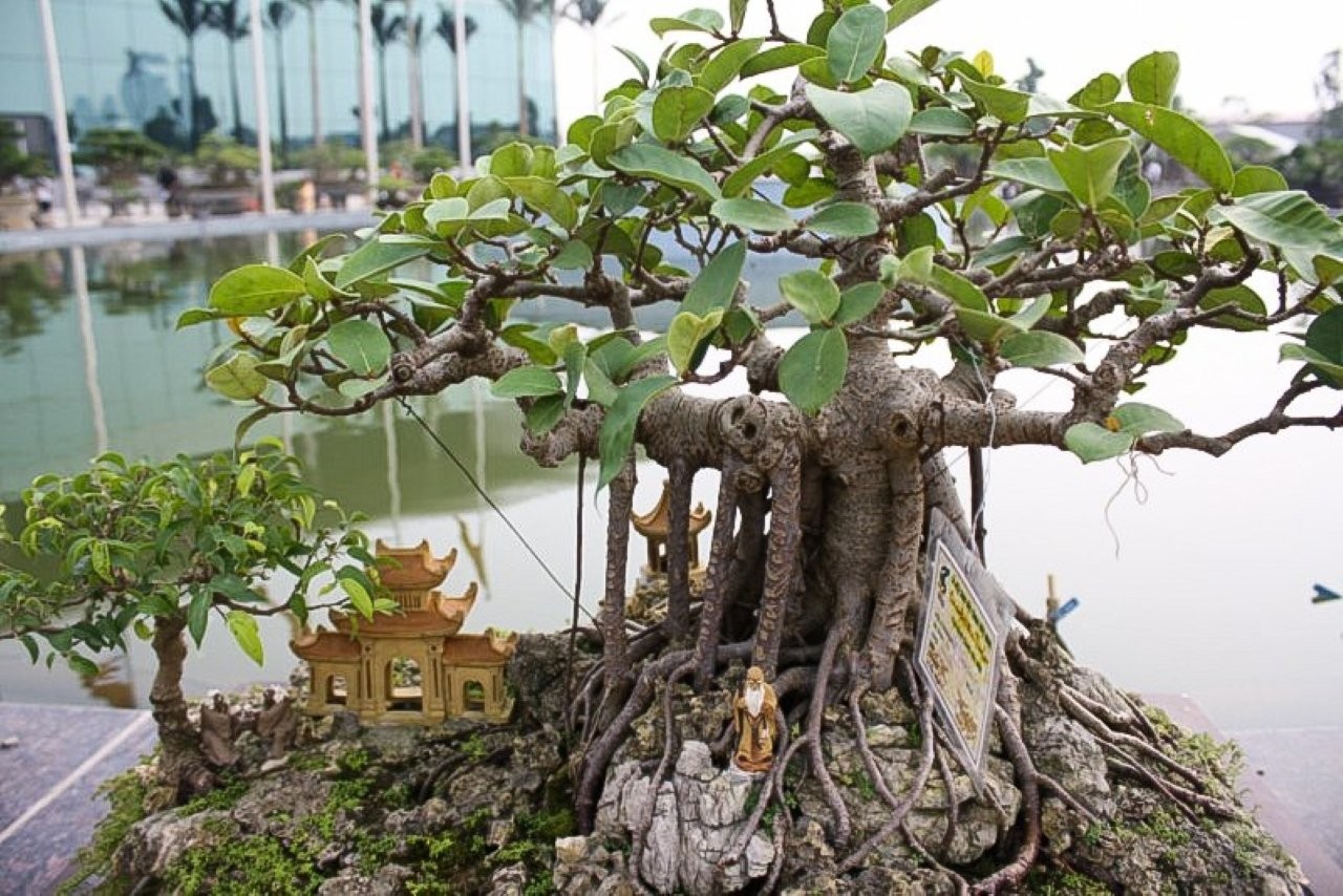 Cây đa thường có rễ rất to, thô và điều này trong phong thủy bị coi là gây mất cân bằng cho ngôi nhà của bạn.