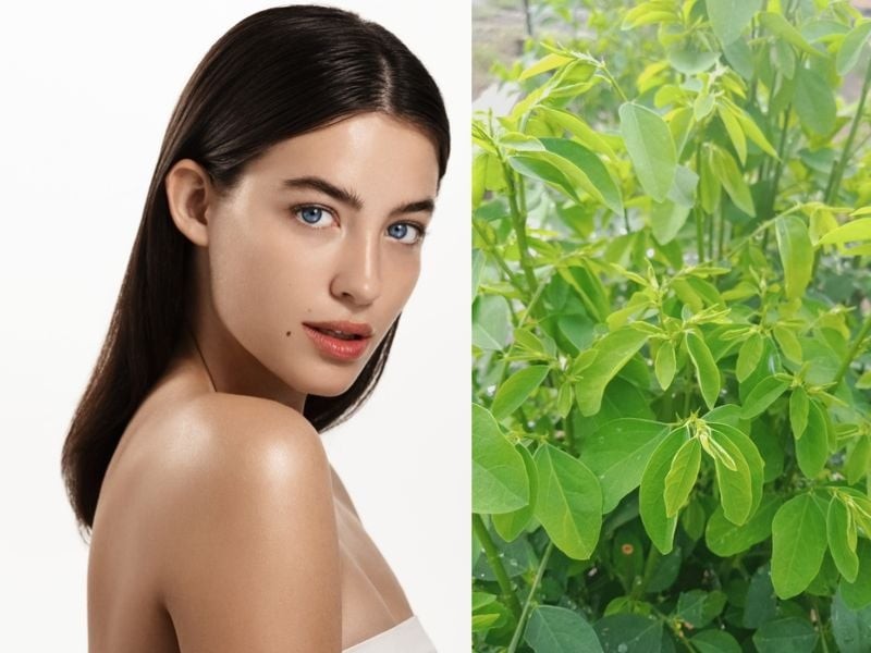 Rau ngót – món ăn quen thuộc nhưng lại chứa đựng bí quyết làm đẹp trường tồn theo thời gian.
