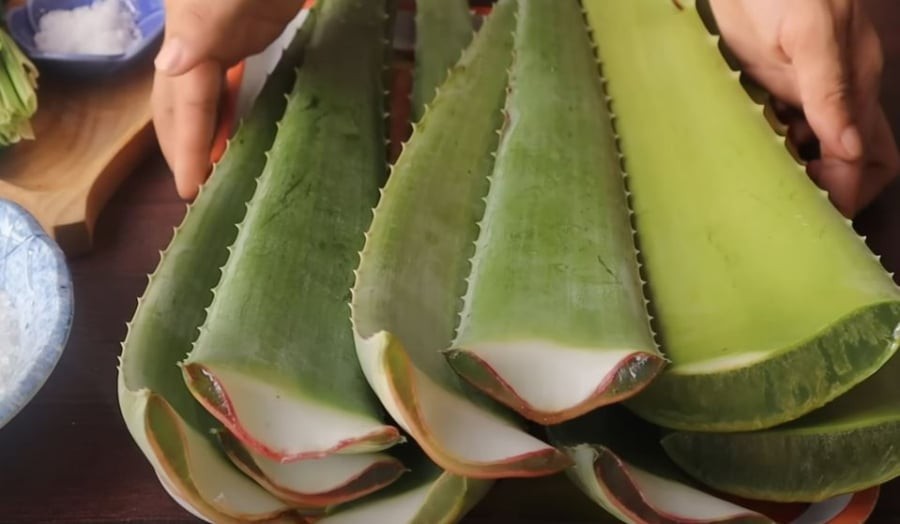 Chọn những lá nha đam tươi, mới hái thì phần ruột sẽ có độ giòn ngon, giàu dinh dưỡng.