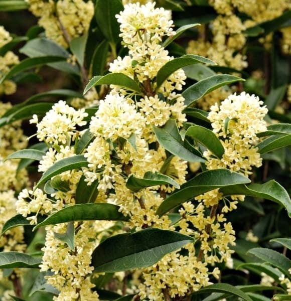 Cây mộc hương (tên khoa học: Murraya paniculata) là một loại cây thân gỗ nhỏ, lá xanh đậm, rất được ưa chuộng trong các gia đình Việt. 