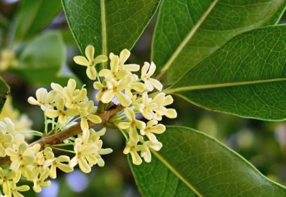 Màu hoa vàng ấm áp hợp với mệnh Thổ, giúp củng cố nền tảng tài chính, ổn định công việc và mang đến gia đình hòa thuận.