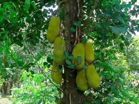 Trong phong thủy, cây mít tượng trưng cho sự no đủ và sung túc.
