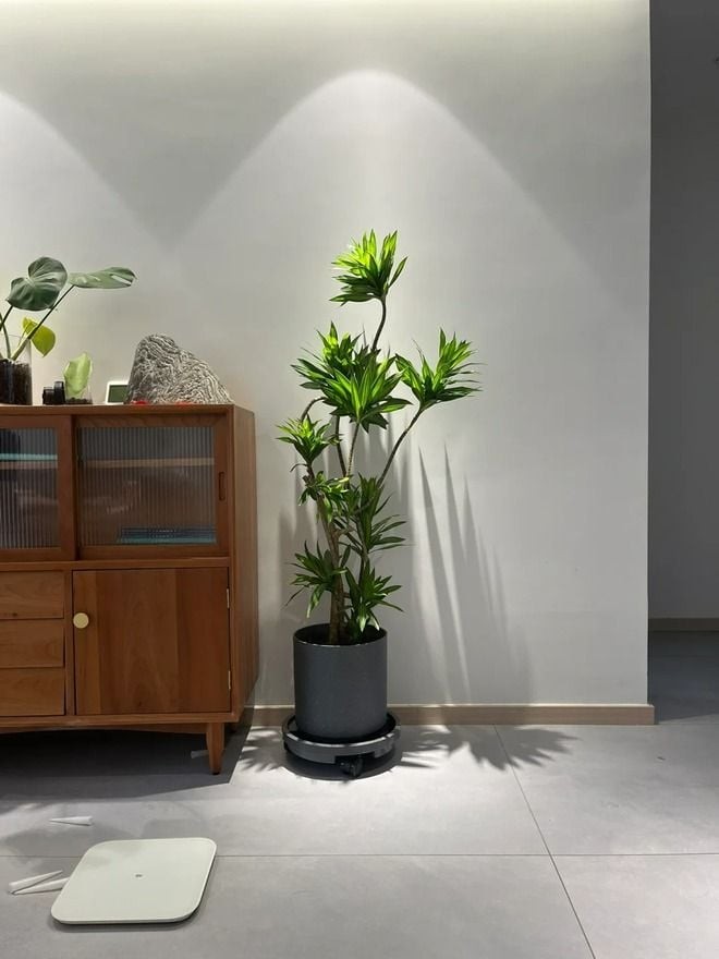 Vật nuôi cây cối trong nhà là một điềm báo, thực chất vì chúng gắn liền với môi trường sống, biểu thị cho điều kiện môi trường