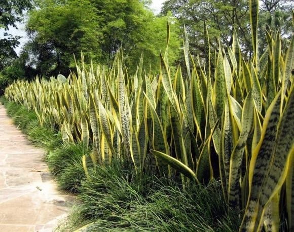 Cây lưỡi hổ phát huy tốt nhất khi được đặt ở hướng Đông hoặc Đông Nam trong nhà, mang lại lợi ích cho sức khỏe và thu hút tài lộc. 