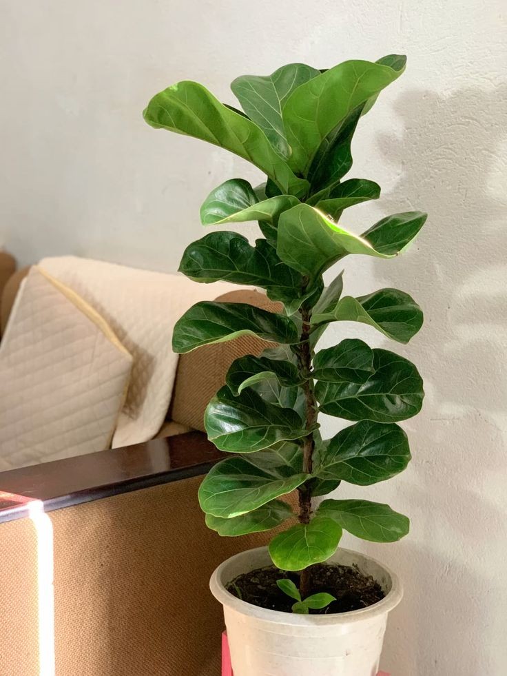 Cây lá to tụ tài hút lộc