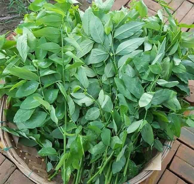 Không nên ăn rau ngót khi mới ốm