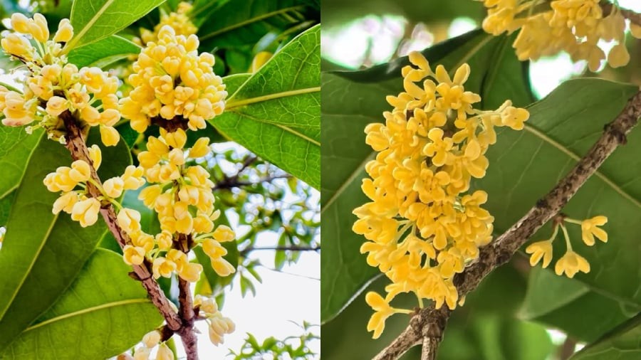 Cây mộc hương có ý nghĩa tốt trong phong thuỷ.