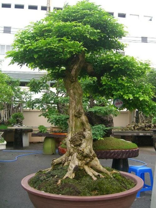 Trước nhà nên có cây cảnh nhưng tránh dạng cây to chắn cửa ra vào, cây quá lớn tạo thế độc thụ