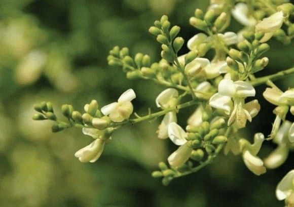 Trong phong thủy, cây hòe được xem là