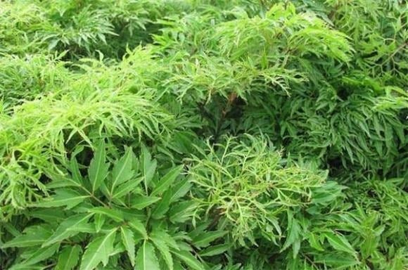 Cây đinh lăng được xem là loại cây dễ trồng, dễ chăm, phù hợp với nhiều điều kiện khí hậu khác nhau.