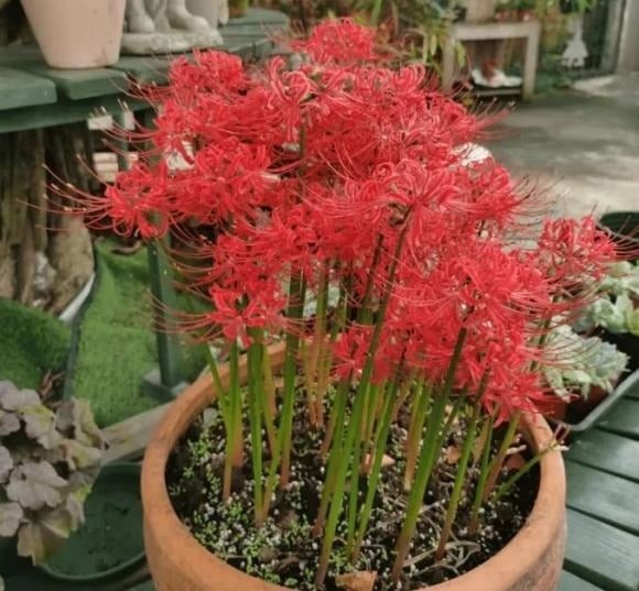 Hoa Bỉ Ngạn nổi bật với sắc đỏ rực rỡ và hình dáng mềm mại, thu hút ánh nhìn ngay từ cái nhìn đầu tiên.