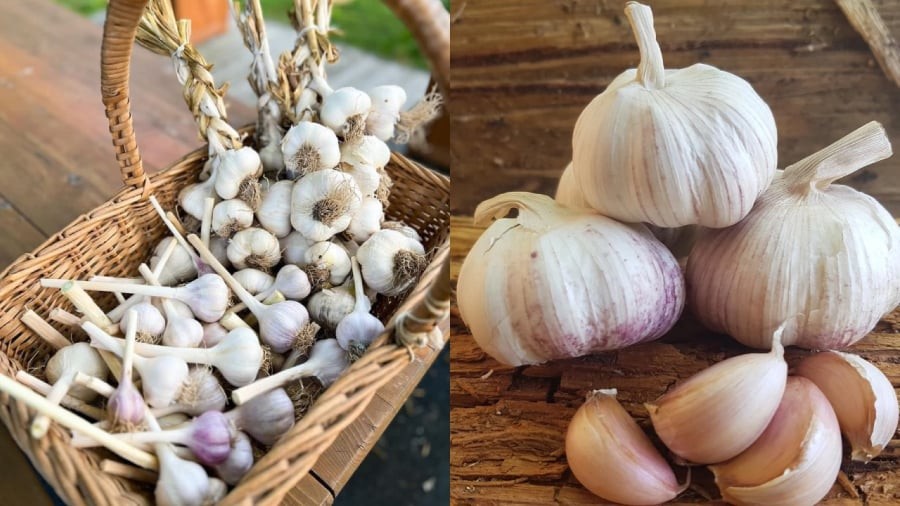 Bảo quản tỏi ở nơi khô ráo, thoáng mát sẽ giúp hạn chế tình trạng bị mọc mầm.