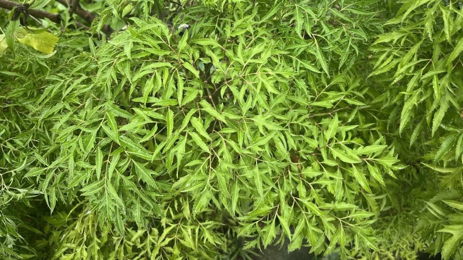 Cây đinh lăng hợp với người mệnh Mộc, mệnh Hỏa và mệnh Thủy.