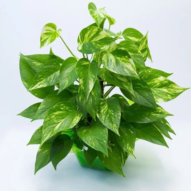 Trầu bà xanh mướt dễ trồng