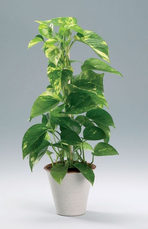 Sự xanh tốt quanh năm của trầu bà chính là biểu tượng cho sự phát triển thịnh vượng trong phong thủy