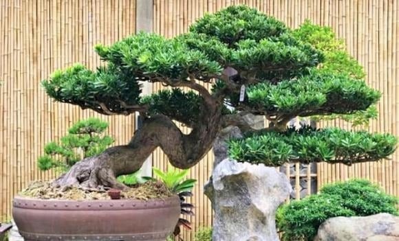 Tùng la hán là loài cây xanh quanh năm, tuổi thọ cao, tượng trưng cho sức khỏe và sự trường thọ. 