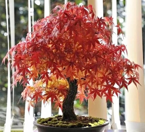 Để cây phát triển tốt, nên sử dụng đất cát pha giàu mùn, đặt cây ở nơi có ánh sáng đầy đủ và thoáng khí.