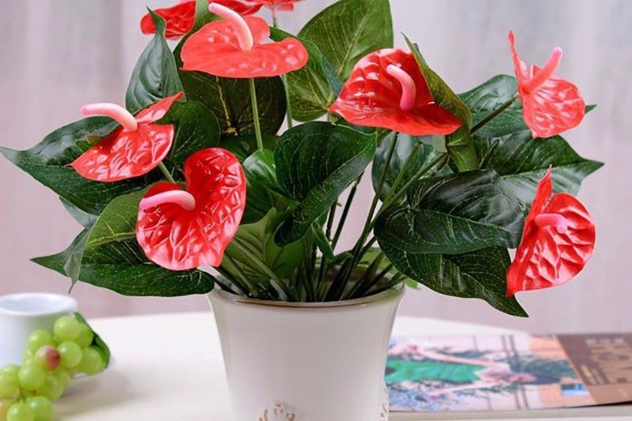 Loài hoa này nổi bật với sắc đỏ rực rỡ, nở ở phần ngọn, tượng trưng cho sự may mắn, thăng tiến và cát tường. Ảnh minh họa