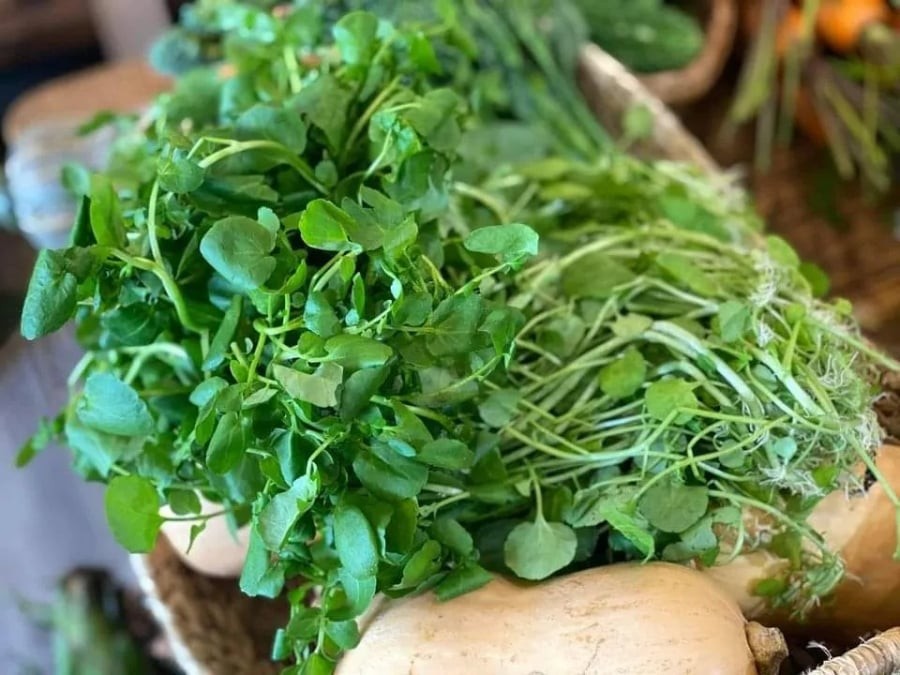 Việt Nam sở hữu loại rau chống bệnh K tốt nhất thế giới, chợ bán 10 nghìn/bó