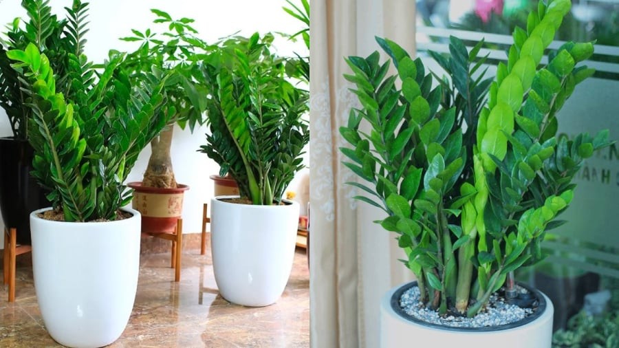 Gia chủ có thể đặt cây kim tiền trong phòng khách.