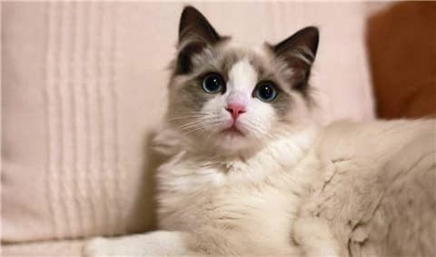 Từ xưa, dân gian vẫn lưu truyền nhiều kinh nghiệm của người cao tuổi, trong đó có lời khuyên không để mèo đến gần thi thể người đã khuất.