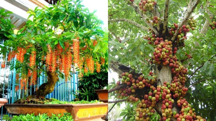Cây lộc vừng và cây sung là những cây cảnh có ý nghĩa tốt cho phong thủy nhà ở.
