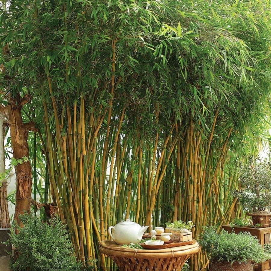cay-canh=00