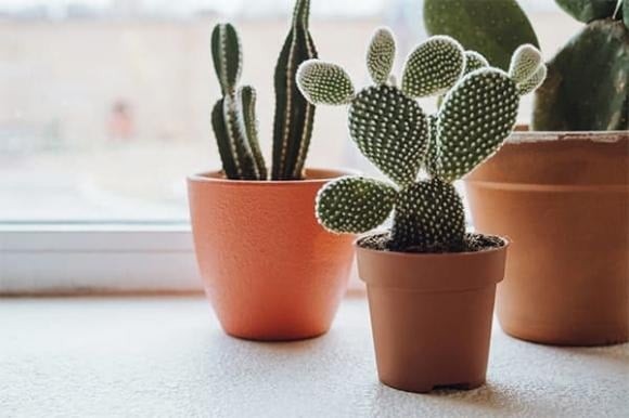 Xương rồng nổi bật với sự kiên cường và khả năng thích nghi cao trong môi trường khắc nghiệt.