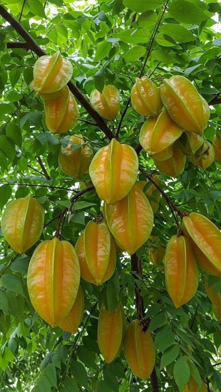 Quả khế hình sao 5 cánh tượng trưng cho ngũ hành, âm dương cân đối.