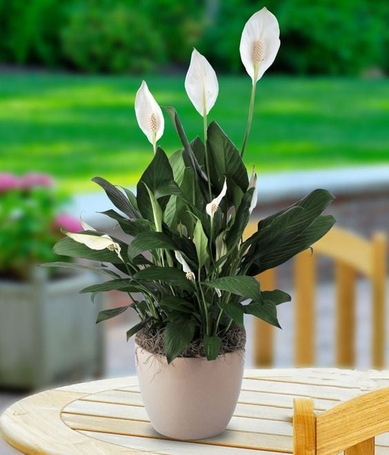 Đừng để trẻ nhỏ hoặc thú cưng vô tình ăn phải lan ý