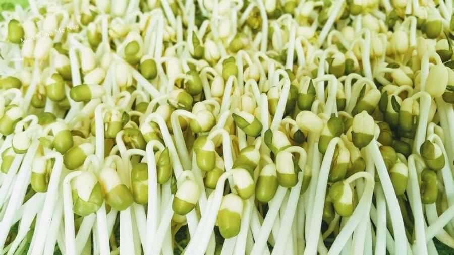 Đậu xanh nảy mầm