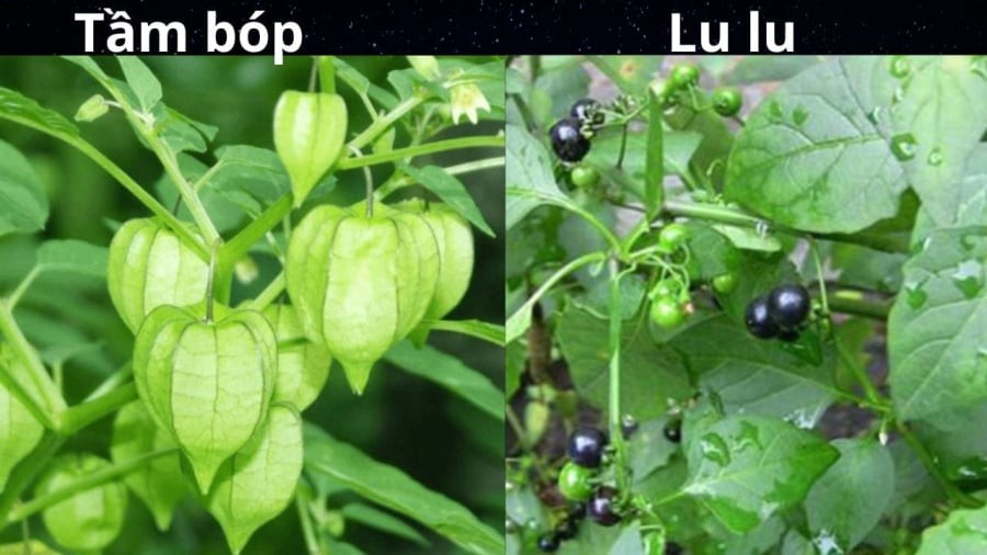 Rau tầm bóp an toàn giàu dinh dưỡng