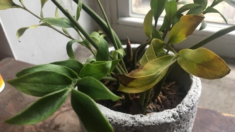 Mẹo: Nếu muốn tăng hiệu quả, bạn có thể nhỏ thêm vài giọt nước cốt chanh hoặc 1 muỗng nhỏ mật ong – giúp đất khử chua, rễ hấp thu tốt hơn.