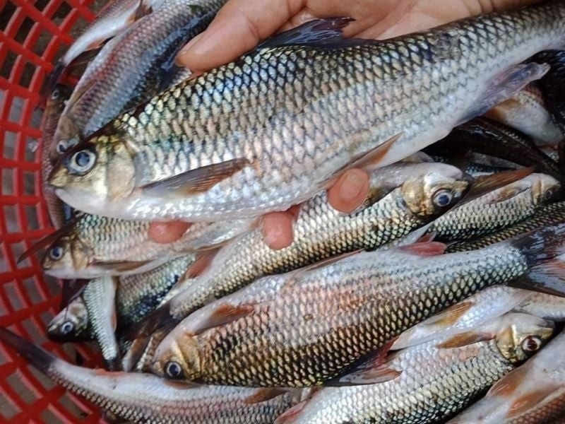 5 dấu hiệu cá ướp ure, cho không cũng đừng đem về