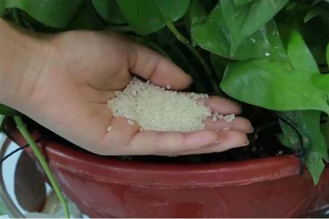 Nếu bạn vô tình để gạo bị mốc hoặc rơi vãi lẫn nhiều tạp chất không ăn được, vậy thì đừng vội vứt đi mà hãy dùng để bón cây.