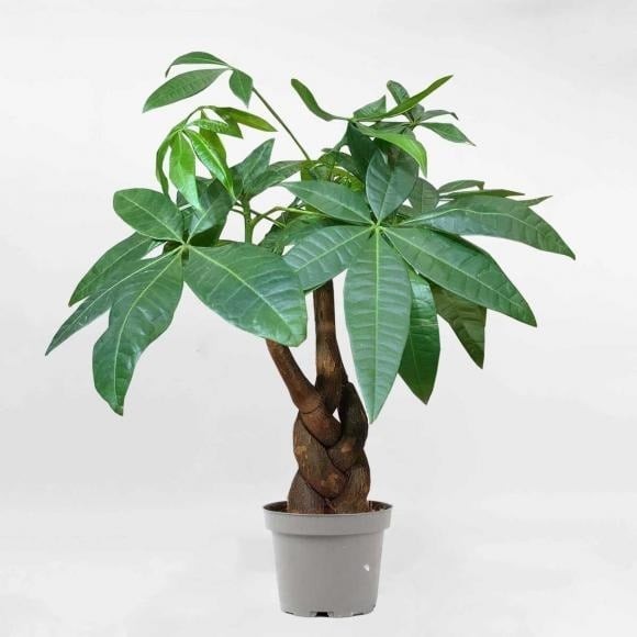 Cây kim ngân có thân mềm dẻo, thường được thắt bím tượng trưng cho sự uyển chuyển, linh hoạt như dòng nước – rất hợp với người mệnh Thủy.