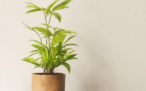 Trúc Nhật mini có thân nhỏ, lá xanh đậm, dễ trồng và phù hợp với không gian nhỏ.
