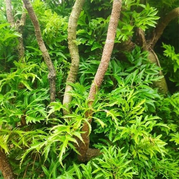 Cây đinh lăng không chỉ có ý nghĩa phong thủy giúp tích tụ tài vận, hóa giải mâu thuẫn mà còn là dược liệu quý, hỗ trợ chăm sóc sức khỏe.