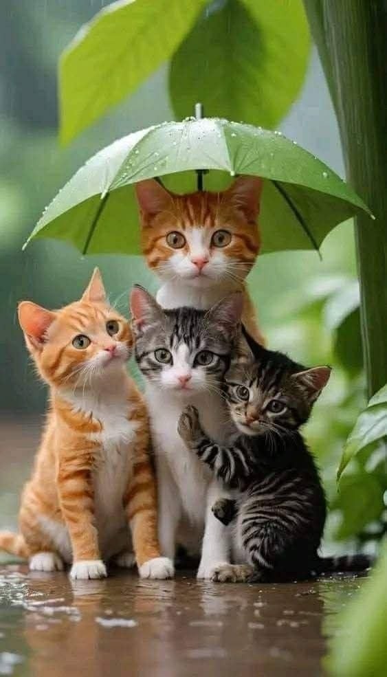 Tuổi Mão cẩn trọng kẻo để hao hụt tài chính
