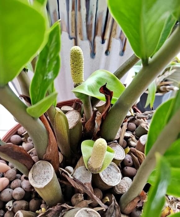 Theo phong thủy, cây kim tiền nên được đặt ở góc tài lộc của ngôi nhà hoặc văn phòng – tức hướng Đông Nam. Tránh để cây ở nơi quá tối hoặc ẩm thấp vì dễ làm suy giảm năng lượng tốt.