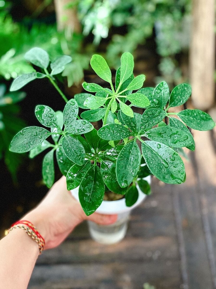 Ngũ gia bì là cây cảnh đẹp và giàu ý nghĩa