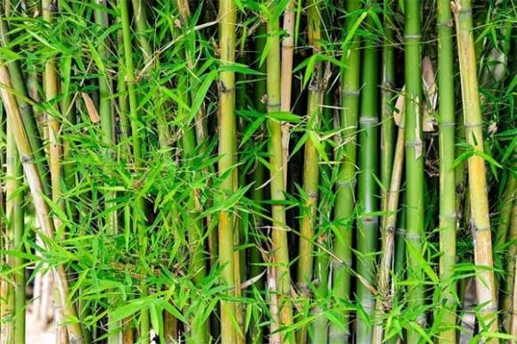 Trong phong thủy, nếu nhà có trúc được trồng trước và sau nhà thì được cho là sẽ mang lại điều tốt lành và bình an cho gia chủ.
