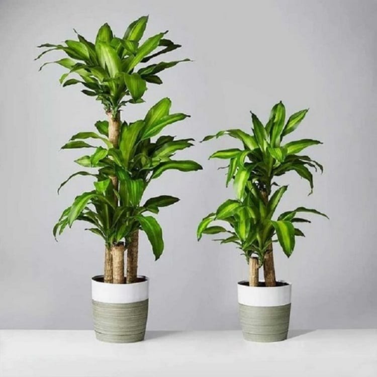 Cây phát tài trồng trong nhà mang lại may mắn, công việc thuận lợi.