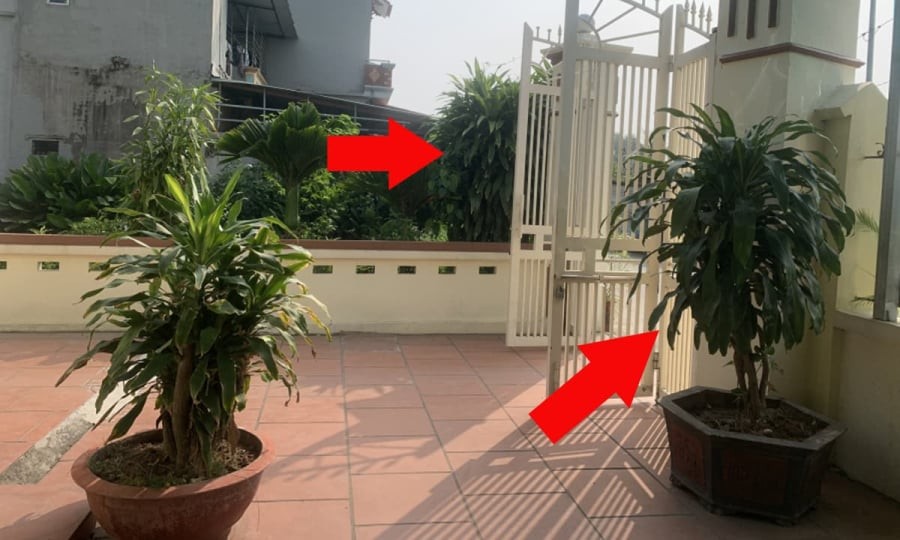 Thiết Mộc Lan là loại cây phong thủy được nhiều người yêu thích