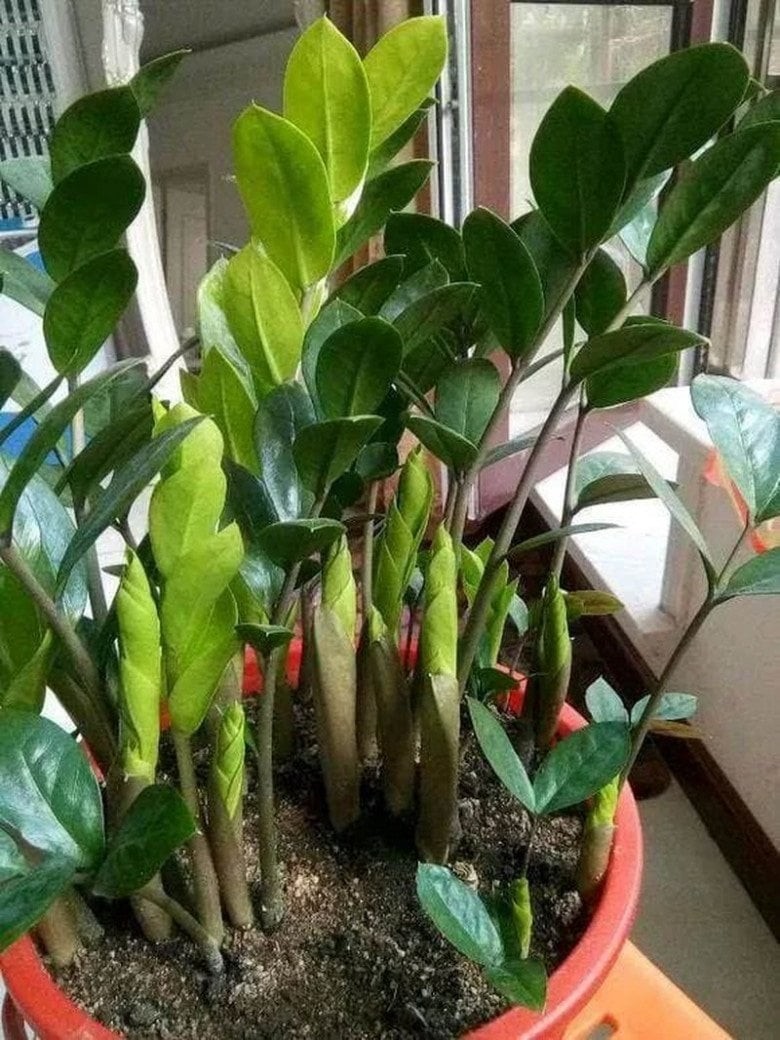 7 loài cây mang về nhà hút tiền như nam châm, có 1/7 cây cũng tha hồ hưởng